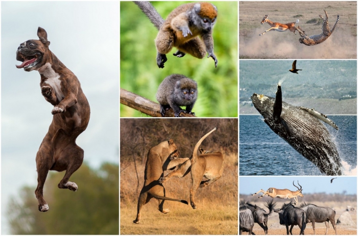 Потрясающие кадры с животными в прыжке