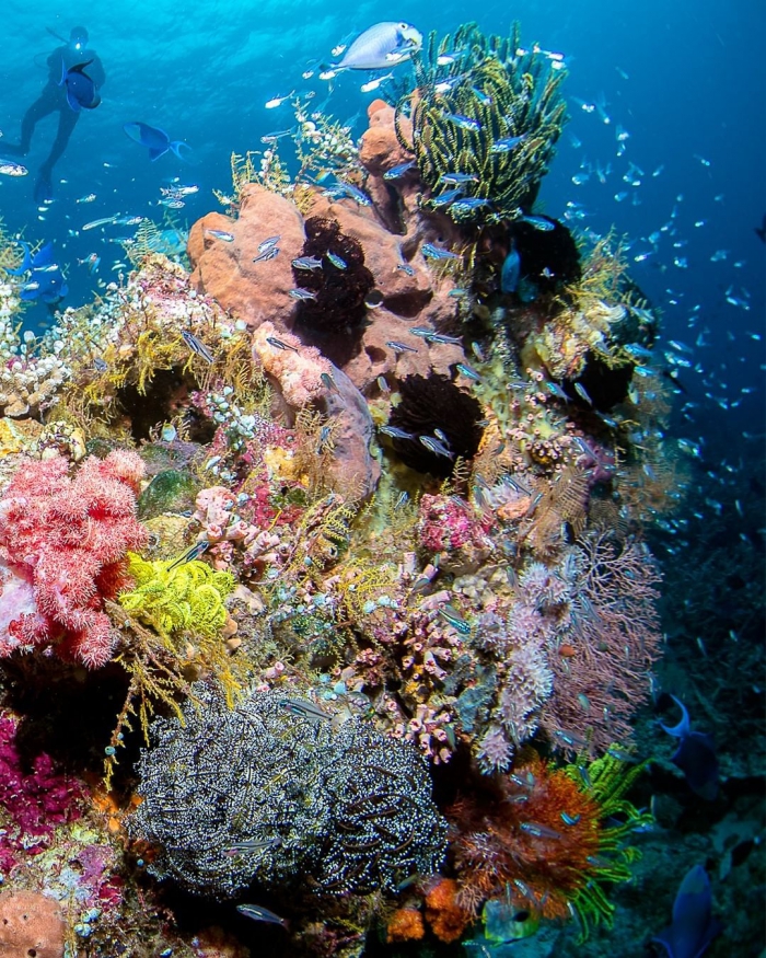 Замечательные подводные снимки Нади Али