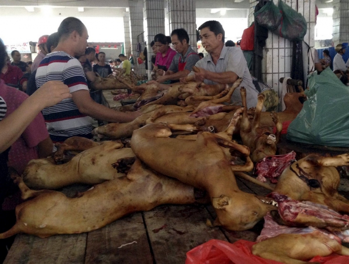 В китайском городе Шэньчжэнь запретили продавать мясо кошек и собак
