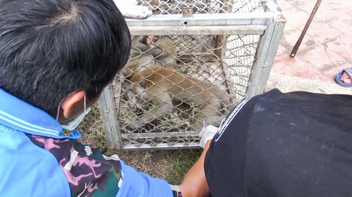 Сотни обезьян кастрированы после того, как устроили беспорядки и набеги на дома в Таиланде