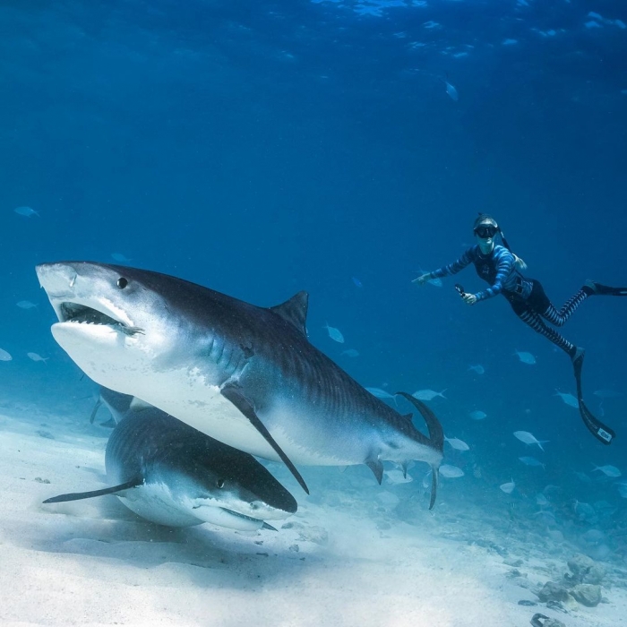 Впечатляющие подводные фотографии Хуана Олифанта