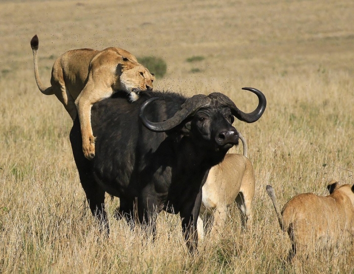 Впечатляющие фото львы завалили буйвола в Кении