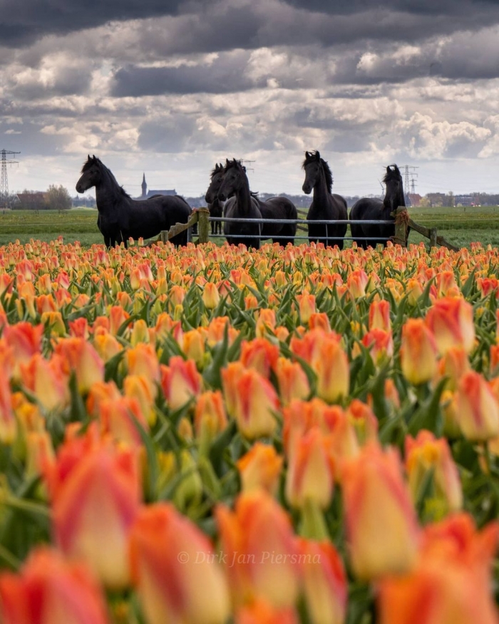 Поля цветущих тюльпанов на снимках Дирка Яна Пирсма