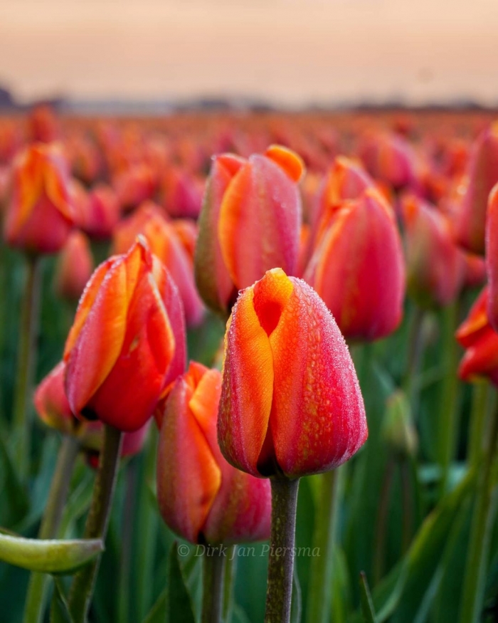 Поля цветущих тюльпанов на снимках Дирка Яна Пирсма