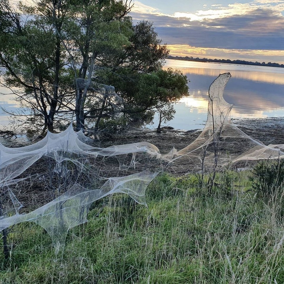 Австралия нашествие. Нашествие пауков в Австралии. Нашествие пауков в Австралии 2021. Долина пауков Австралия.