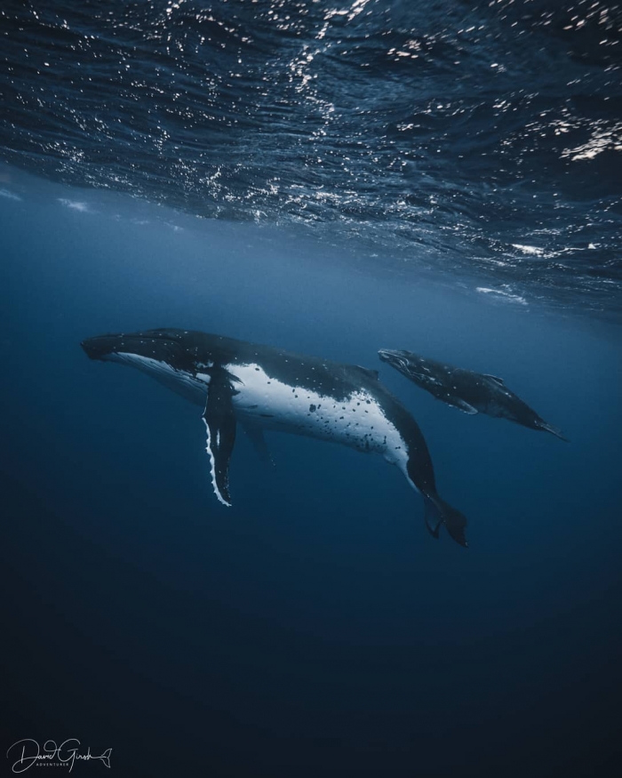 Увлекательные подводные фото Дэвида Гирша