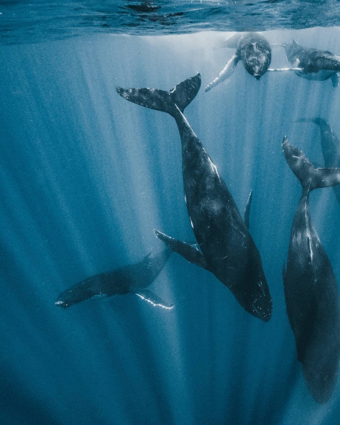 Увлекательные подводные фото Дэвида Гирша