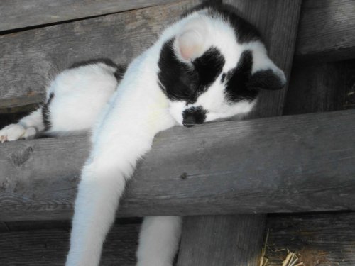 Кошки спят (15 фото)