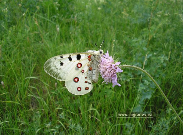 Бабочки - королевы красоты