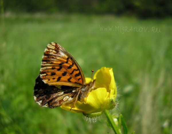 Бабочки - королевы красоты