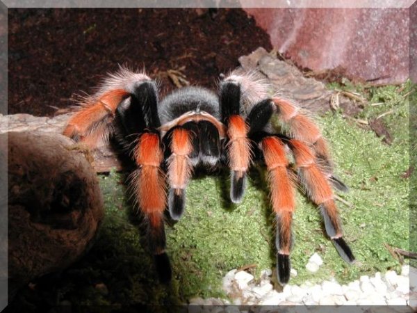 Подборочка пауков (42 фото)